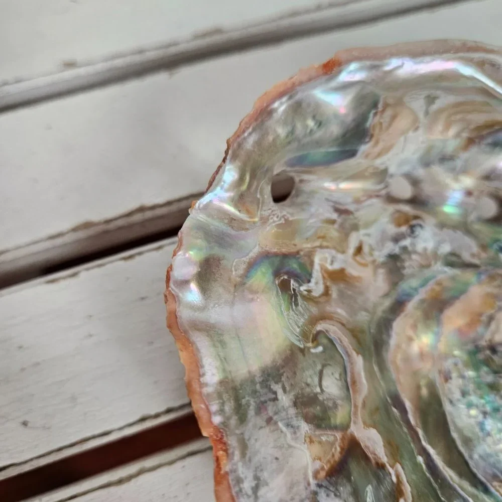 Abalone Shell - Picture 4 of 7